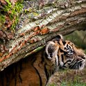 slides/IMG_9968.jpg sumatran, tiger, cub, wildlife, feline, big cat, cat, predator, fur, marking, stripe, eye, play WBCW115 - Sumatran Tiger Cub